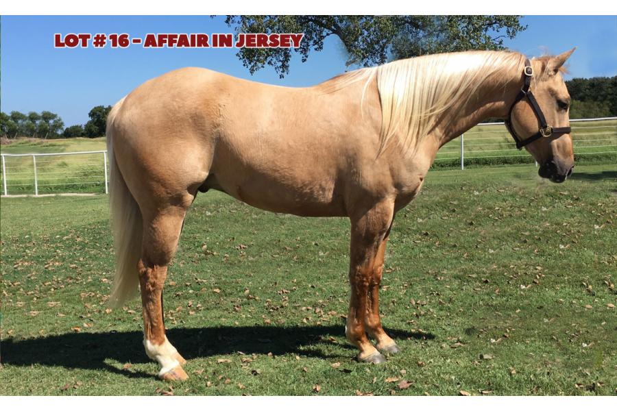 LOT 16 - AFFAIR IN JERSEY