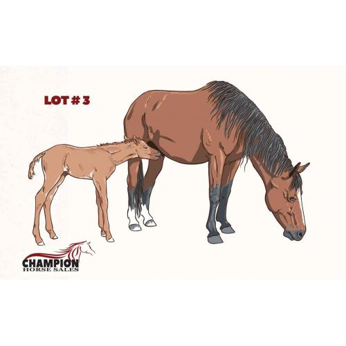 LOT 01 - I AM A LIVE MARE
